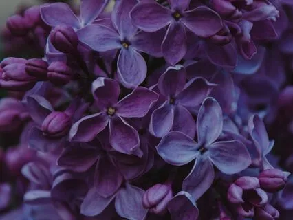 Tranquil Transitions - Pause In Motion