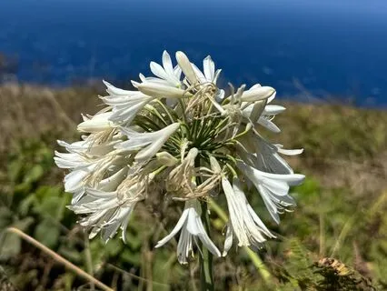 Tranquil Vocals For Inner Spaciousness