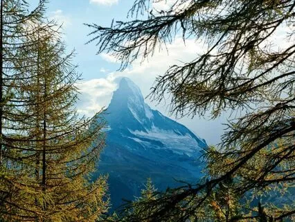 Tranquility Among Pines