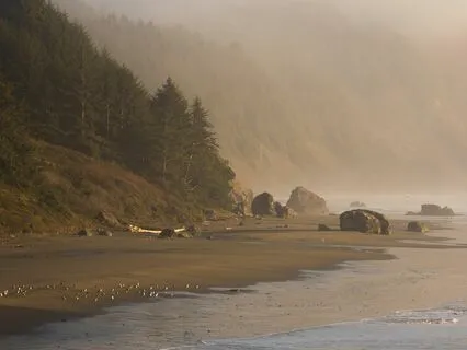 Tranquility By The Timberline: Pacific Northwest Relaxation