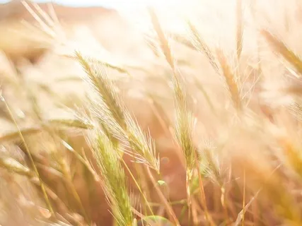 Tranquility Clearing