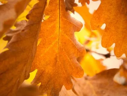 Tranquillity Transformation ~ Autumn Release And Peace