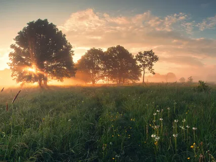 Say Goodbye To Overwhelm With A Trip To The Meadow