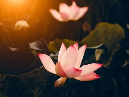 Transcend Your Limits, Connect To Your Higher Self