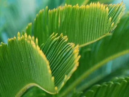 Transcendence: Bhakti Yoga