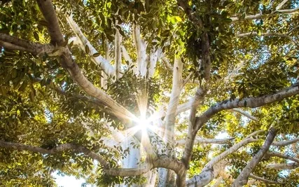 Transcendental Mindfulness: Guided Meditation