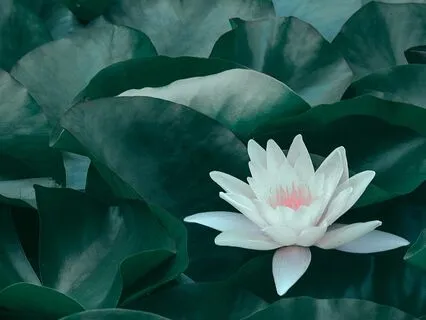 Transcendental Tones:  30-Minute Meditative Music