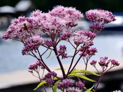 Transcending Human Limitations Meditation 