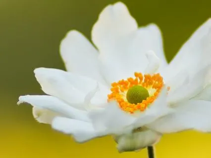 Transform Heavy Emotions Into Love