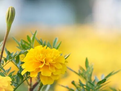 Transform Pain With Love: Tonglen Practice