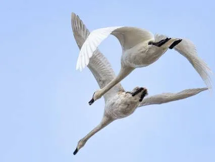 Transform — Rising Into New Light