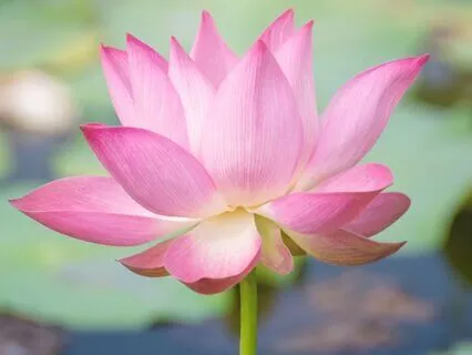 Transform Sleepless Nights Into Peaceful Dreams | 285 Hz