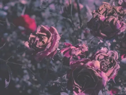 Transform Suffering: The Discussion - Live Event Recording 