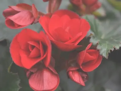 Transform Suffering: The Practices - A Live Event Recording