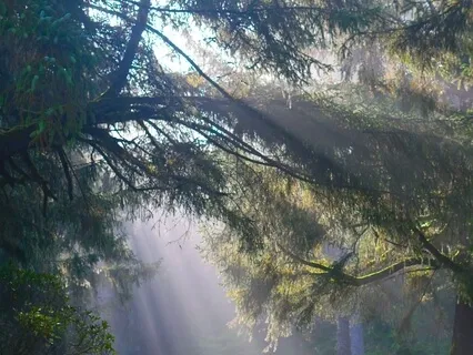 Transform Your Mornings With Gentle Music