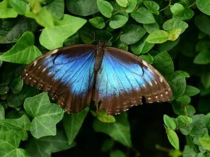 Butterfly Meditation Embrace Transformation & Renewal