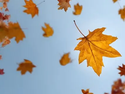 Transformation Through Rest And Release - Autumn Yoga Nidra