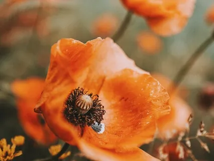 Transformation Through Surrender 