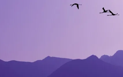 Transformational Meditation - For Panic And Anxiety Attacks 