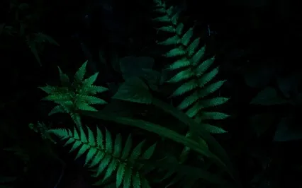 Transformative Nidra - Self Acceptance