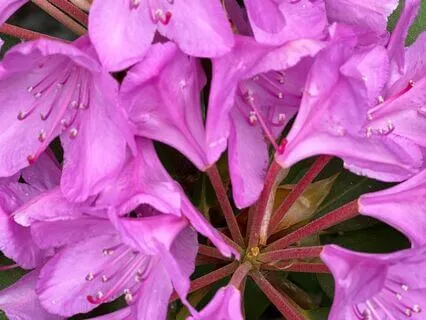 Transforming Anxiety- Expanding Our Imagination