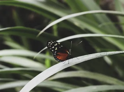 Transforming Difficult Emotions