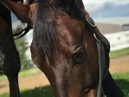 Transforming Fear With Horse Energy