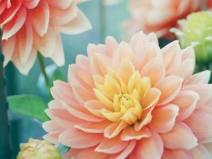 Transforming Ill Will And Emotional Pain To Loving Kindness 