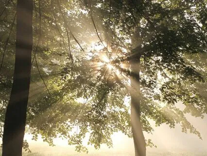 Transforming Inner Saboteurs: Embracing Your Sage