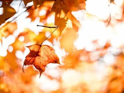 Transition To Fall Yoga Nidra