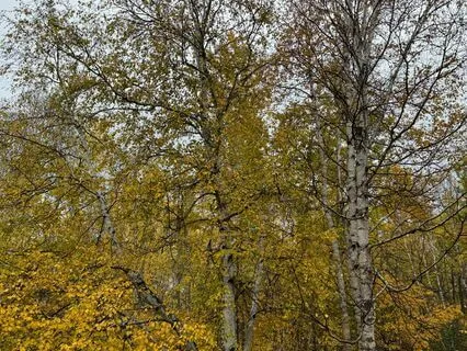 Transitions A Soundscape