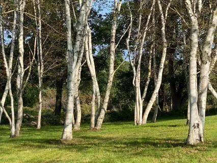 Transitions: Navigating Non-death Losses