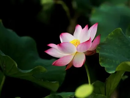 Transitions -  The Massage & Reiki Sound Journey Collection