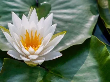 Transmutação e Renovação