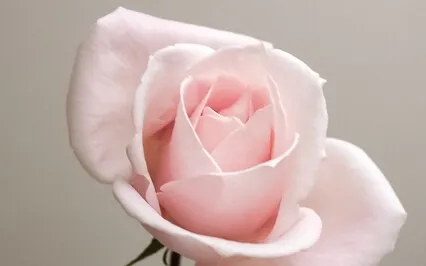 Transmute Negative Emotions With A Rose