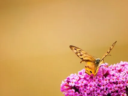 Transmute Your Trauma Crystal Sound Bath