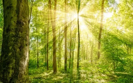 Trapped In Images, The Mind Is Full Of Disorder And Issues