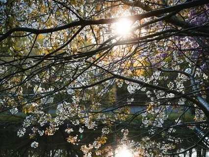 Trauma And Health With Linn Rivers