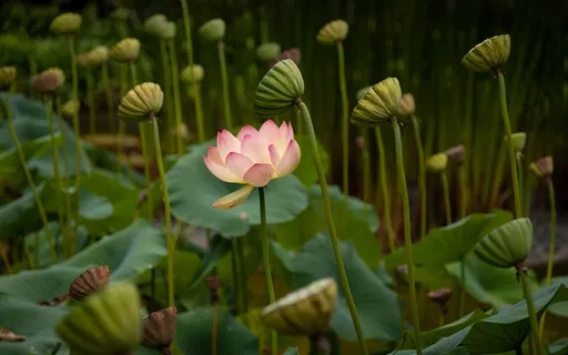 Trauma Help: Deactivate Anxiety Attacks