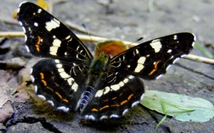 Trauma-Informed Grounding Practice