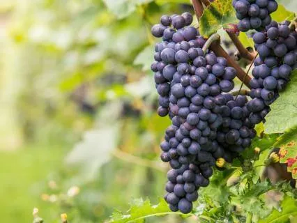 Trauma-Informed Sleep Affirmations: Wealth And Abundance 8Hr