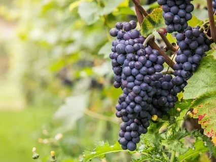 Trauma-Informed Sleep Affirmations, Wealth And Abundance