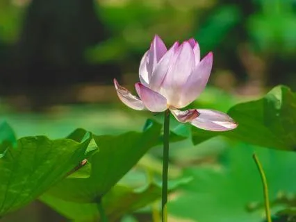 Trauma Release: Deep Healing For The Nervous System