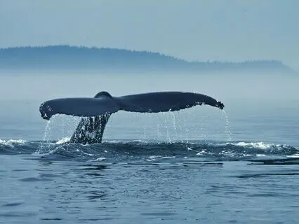 Trauma Release Series - Harp & Whale Song Healing