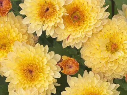 Trauma Repair Visualization: Nervous System Guided Healing