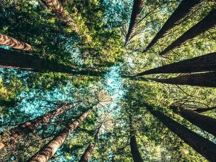 Trauma Sensitive Somatic Awareness