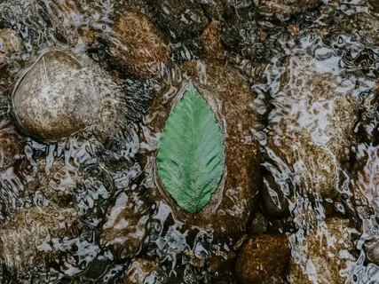 Traveling With The Senses