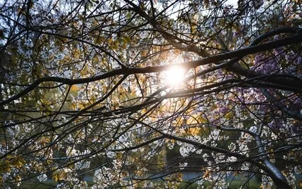 Traversing The Inner Landscape -Live Body Scan -Chronic Pain