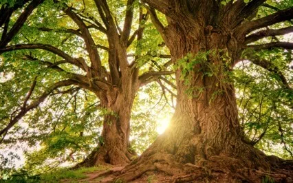 Tree Blending Meditation