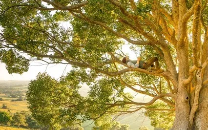 Tree Breath Meditation